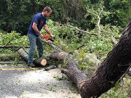 Trusted Pelahatchie, MS Tree Services Experts